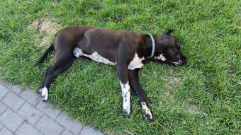 Pongo - 3