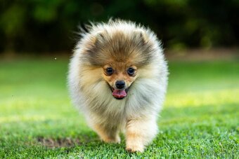 Pomeranian s PP - 3