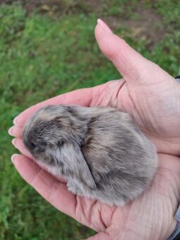 Zakrslý králíček beránek - 3