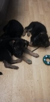 Nemecky ovčák typu Rex(štěňata) - 3