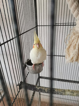 Dvě mladé korely s velkou klecí - 3