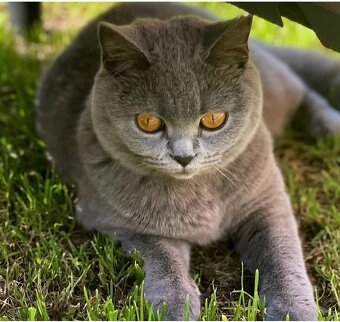 Britská modrá koťátka s PP - 3