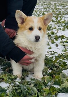 Welsh Corgi Pembroke s PP - 3