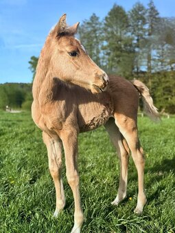 Palomino klisna American Quarter Horse po rodičích s LTE - 3