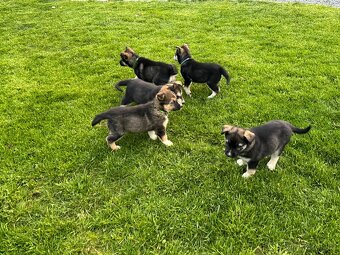 Štěňata husky a labrador - 4 fenky a 1 pes k odběru od 18.5. - 3