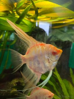 Skaláry Marble albino - 3