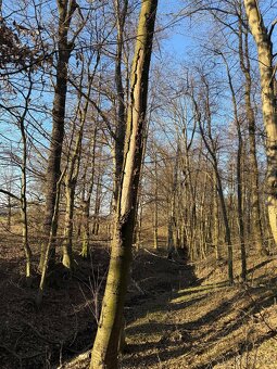 Prodej lesa 8836 m2 - Malhotice - 3