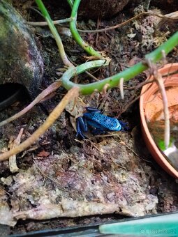 Dendrobates - 3