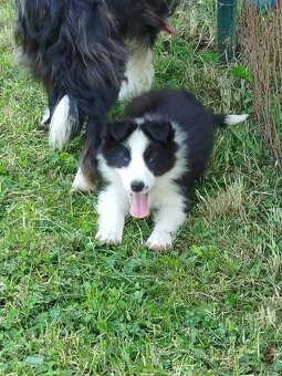 Border kolie - 3