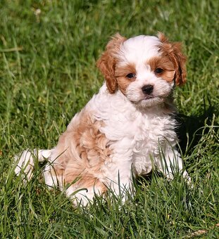 CAVAPOO štěňátka - 3