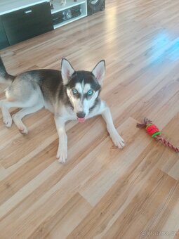 Husky - 3