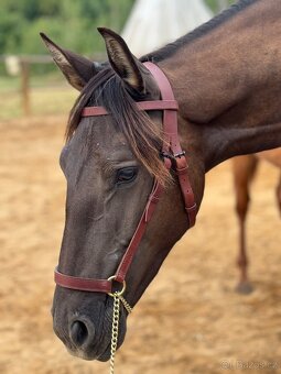 Lusitano hřebec PSL 16 měsíční - 3