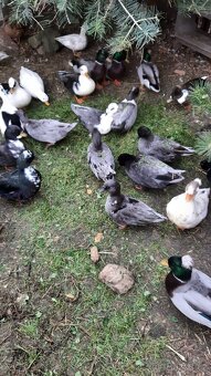 Zakrslé kachničky - 3