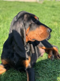 Black and Tan Coonhound - pes s PP - 3