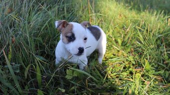 Jack Russell teriér - 3