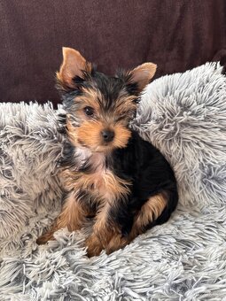 Jorkšírský teriér s PP - 3