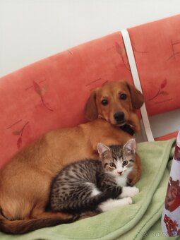 Kříženec jezevčíka 5 měsíců - 3