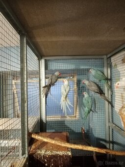 Alexandr malý - 11ks - 3