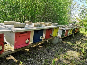 Vyzimovaná včelstva - 3