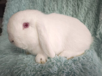 Zakrslý beránek 🍀 O2 🍀 - 3