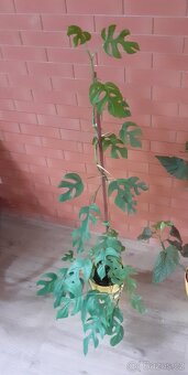 Monstera minima - 3