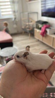 Osmak degu - 3