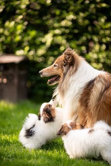 Malý kontinentální španěl Phalene, ne papillon - 3