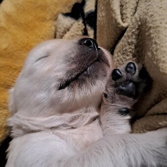 Zlatý retrívr s PP / Golden retriever - 3