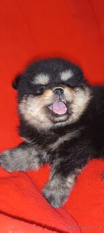 Pomeranian - 3
