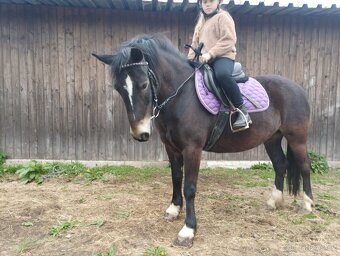 Pony WPBR - 3