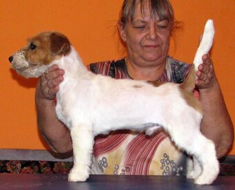 Jack Russell teriér – 4,5měsíční pejsek s PP k odběru - 3