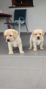 labradorský retrívr štěňata - 3