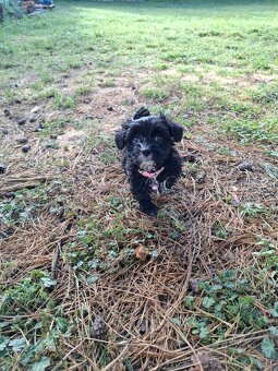 Jorkšírský teriér biewer bez pp - 3