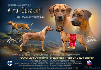 Rhodesky ridgeback - 3