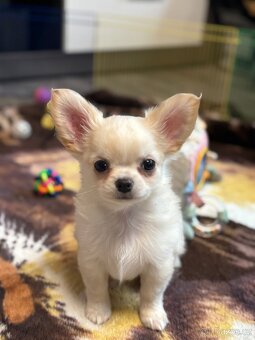 Čivava s PP pejsek - 3