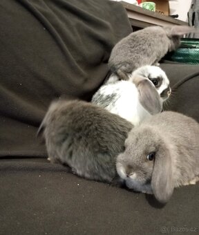 Zakrslý beránek králíček - 3