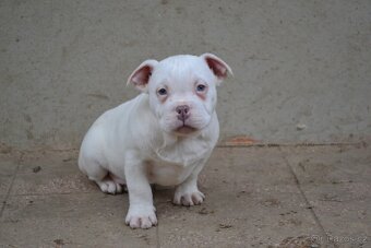 American bully pocket / standard - 3