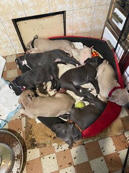 Americký stafordšírský teriér - 3