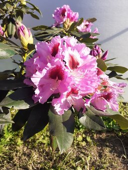 Rododendron - 3