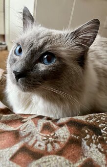 Ragdoll kocourek ke krytí - 3