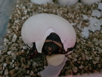 Želva uhlířská - Chelonoidis carbonaria - 3