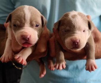 American Bully XL originální původní krev rodokmen ABKC USA - 3