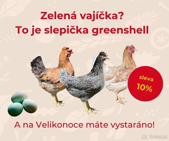 Doprodej kuřic Dominant Greenshell - Drůbežárna Hořešovice - 3