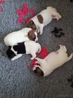 Foxteriér hladkosrstý - 3