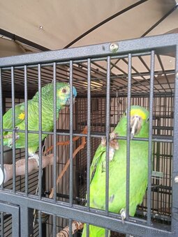 Amazoňan modročelý a žlutočelý - 3