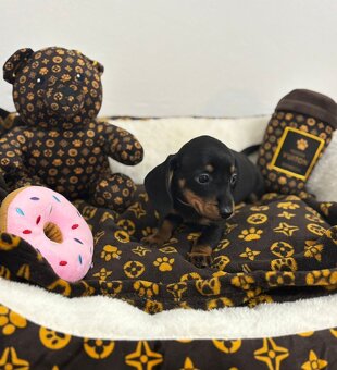 Jezevčík trpasličí - 3