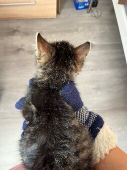 Koťátka- kříženci - 3