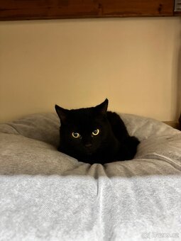 Daruji koťátka - kocourci - 3