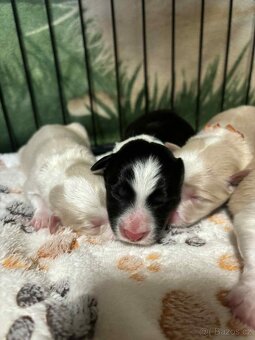 Border kolie s PP - 3