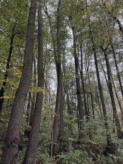 Prodám lesní pozemek v k.ú. Blíževedly - 3